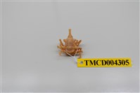 藏品(鈍形三角蟹)的圖片